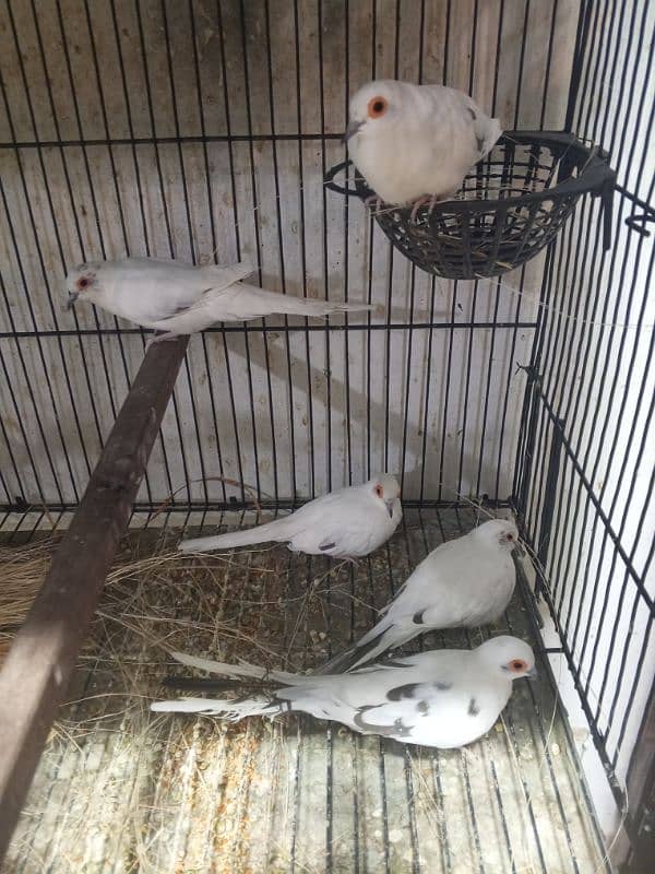 urgent sale high quality birds all kind of birds are available conure, 13