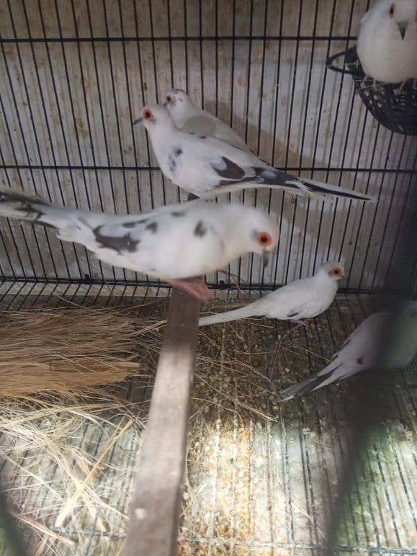 urgent sale high quality birds all kind of birds are available conure, 14