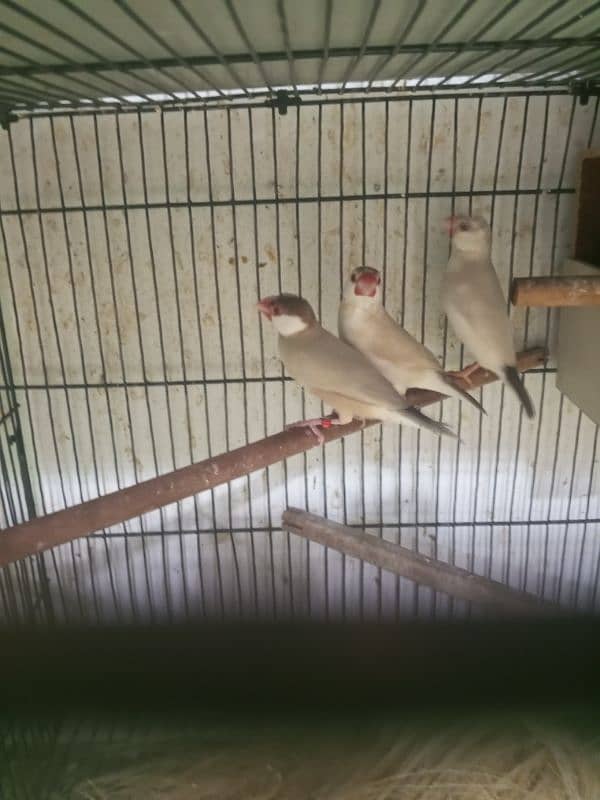 urgent sale high quality birds all kind of birds are available conure, 15