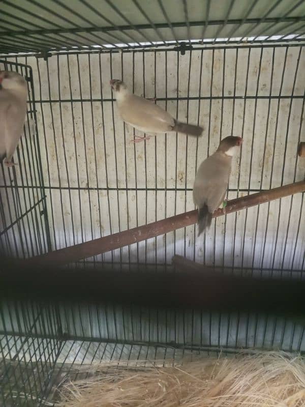 urgent sale high quality birds all kind of birds are available conure, 16