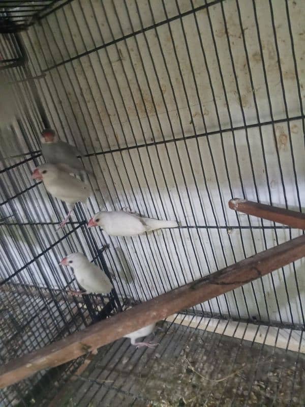 urgent sale high quality birds all kind of birds are available conure, 17