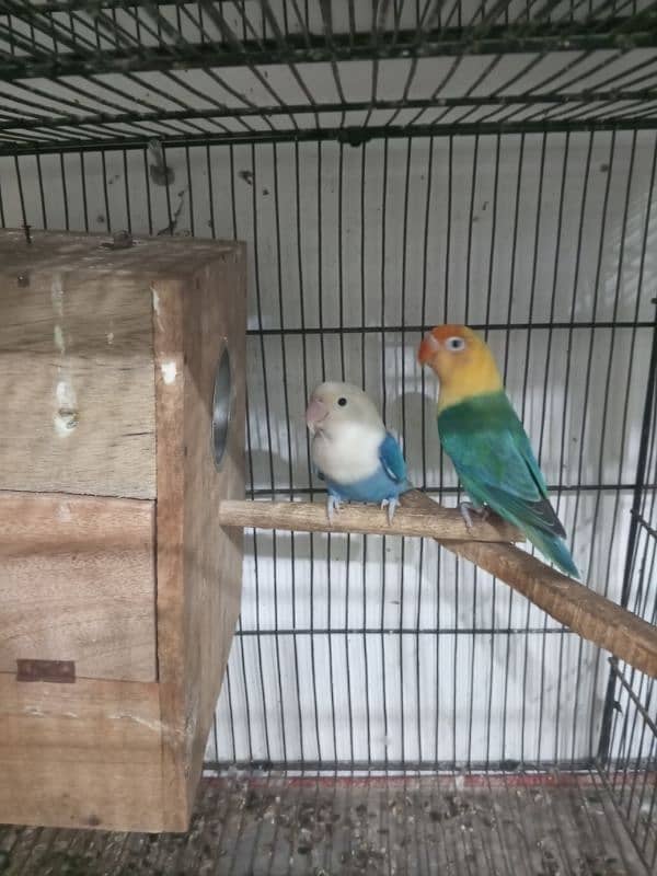 urgent sale high quality birds all kind of birds are available conure, 18