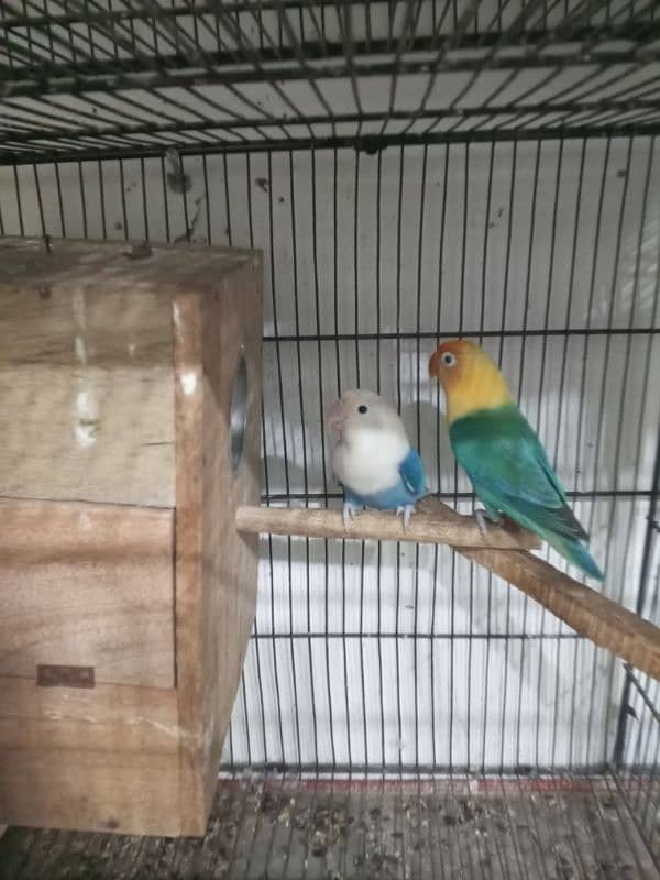 urgent sale high quality birds all kind of birds are available conure, 19