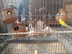 100% Confirm Budgie 3 pair and 1 Female For Sale