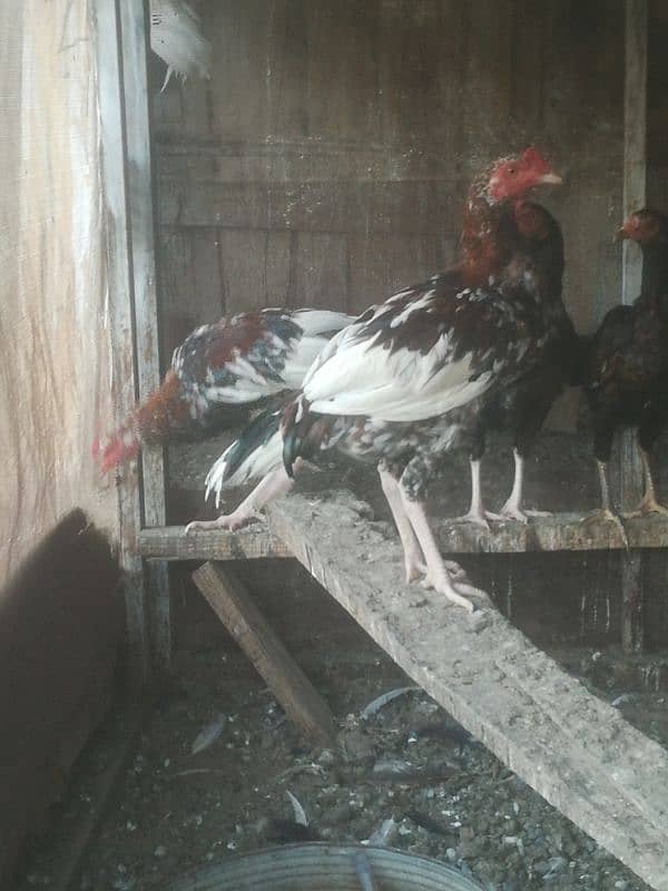 Desi aseel murgh available 0