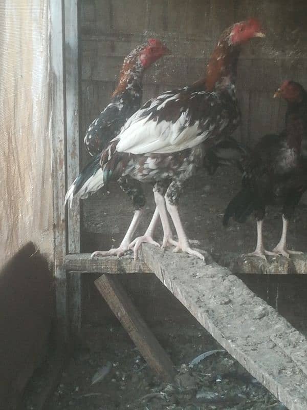 Desi aseel murgh available 2