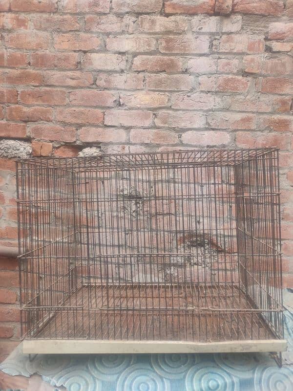 birds & hen cage 2