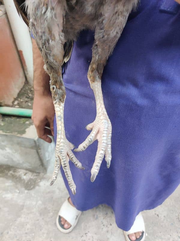 5 month age home breed 2 female sindhi 7