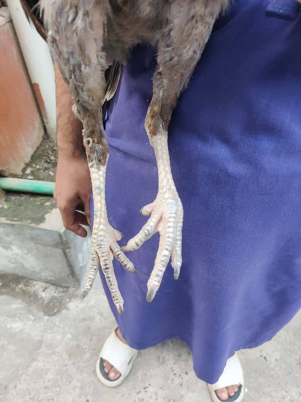 5 month age home breed 2 female sindhi 8