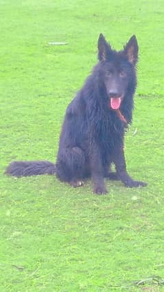 Black German shepherd female available for farm house's