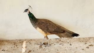 Female Peacock Urgent Sale | Please Serious Buyer contact |03121606223