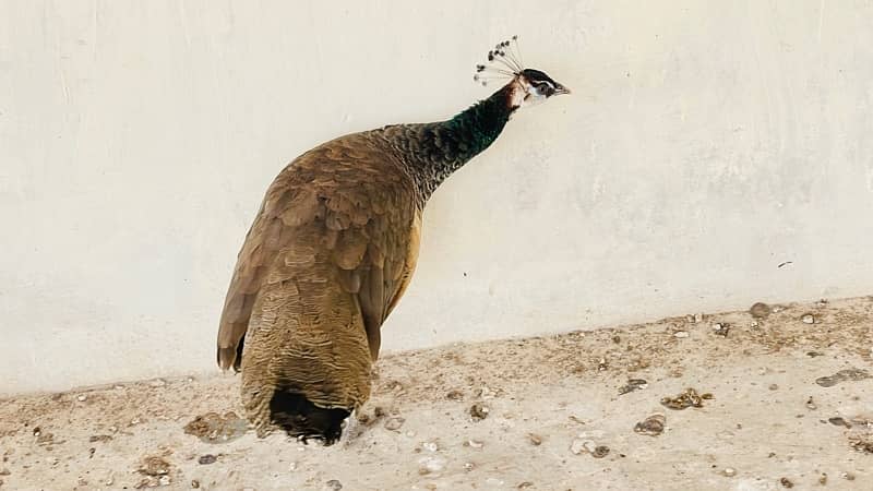 Female Peacock Urgent Sale | Please Serious Buyer contact |03121606223 1