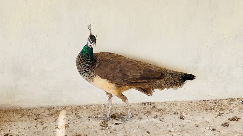 Female Peacock Urgent Sale | Please Serious Buyer contact |03121606223 2