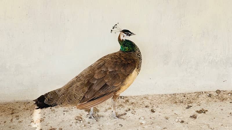 Female Peacock Urgent Sale | Please Serious Buyer contact |03121606223 3