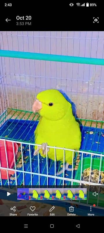 Hand Tame Ringneck Chick for Sale 0