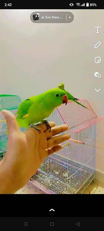 Hand Tame Ringneck Chick for Sale 1