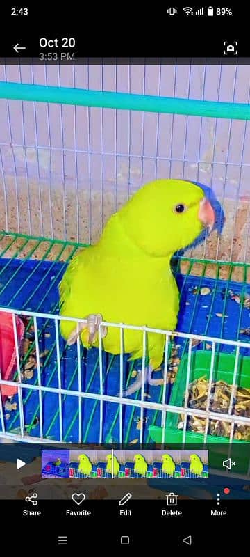 Hand Tame Ringneck Chick for Sale 2