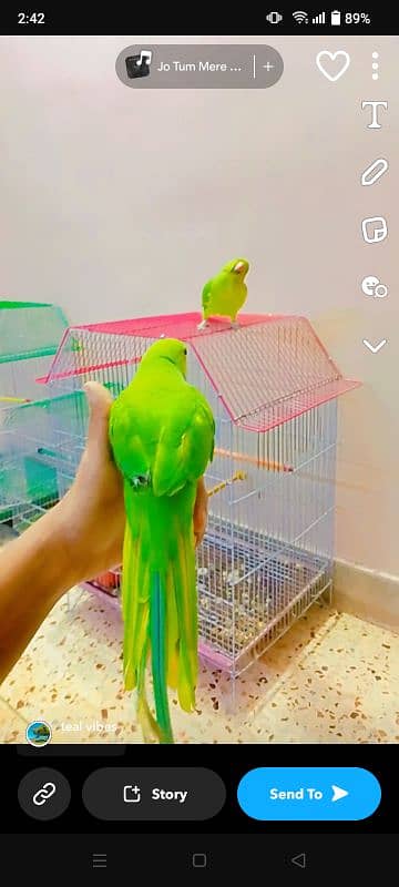 Hand Tame Ringneck Chick for Sale 3