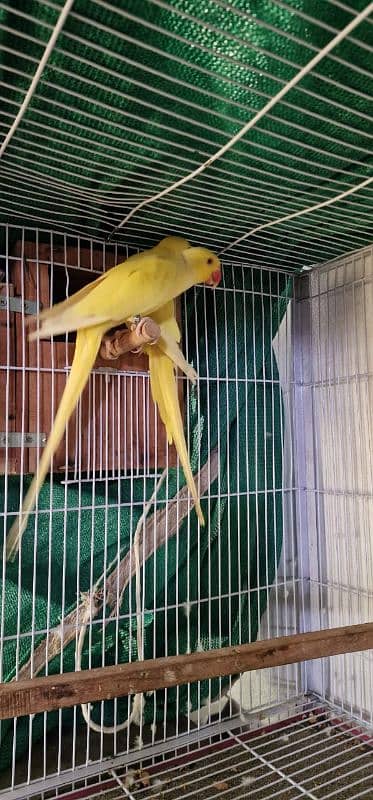 parrots for sale healthy and fit parrots . 1