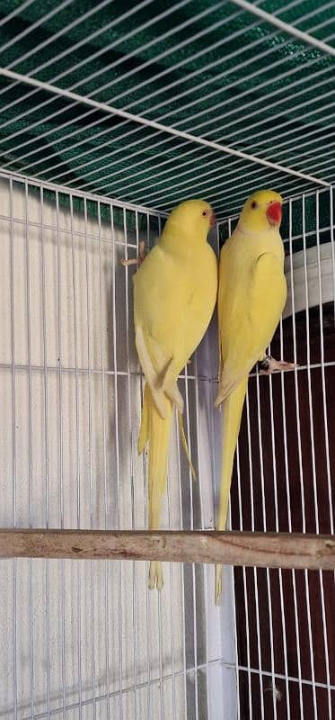 parrots for sale healthy and fit parrots . 3