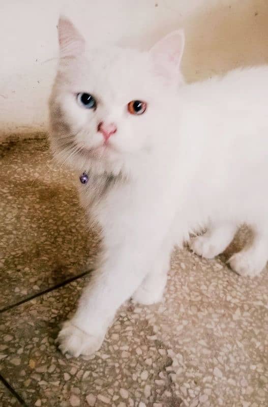 Persian beautiful cat , only 22k 1