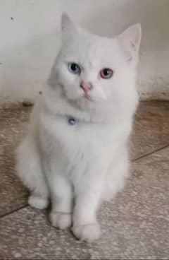 Persian beautiful white cat , only 10,000