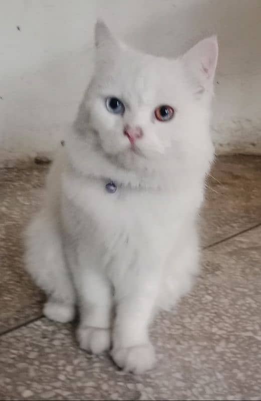 Persian beautiful cat , only 22k 2