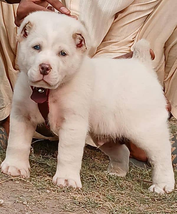 alabai security Dog 2 months male for sale heavy bone 1