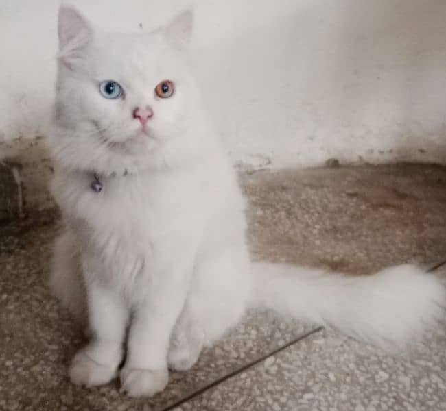 Persian beautiful cat , only 22k 0