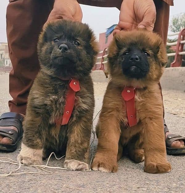 Kurdish Kangal security dog 2 month pair for sale heavy bone 1