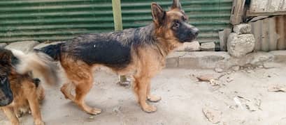 German shepherd