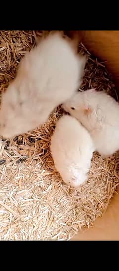 Hamster red eye's albino