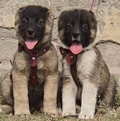 Kurdish Kangal security dog 3 month pair for sale heavy bone