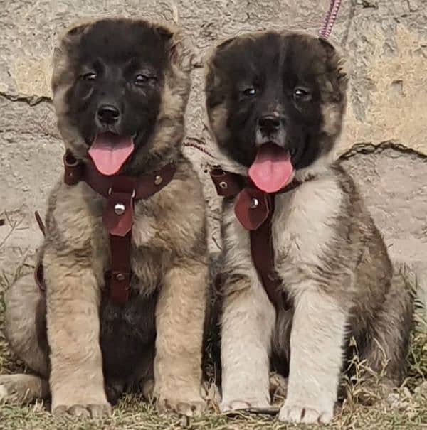 Kurdish Kangal security dog 3 month pair for sale heavy bone 0