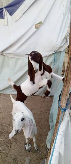 Home breed goats