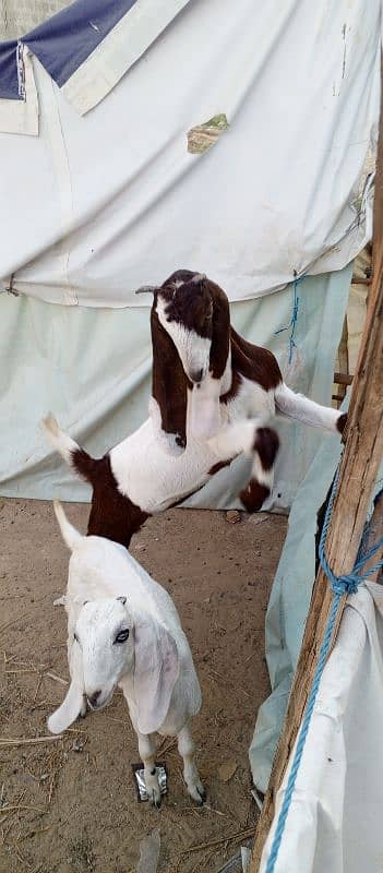 Home breed goats 0