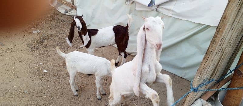 Home breed goats 2