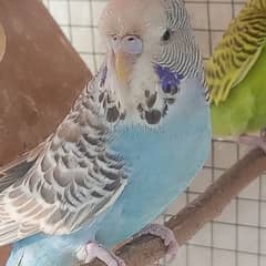 budgies(king size ) female