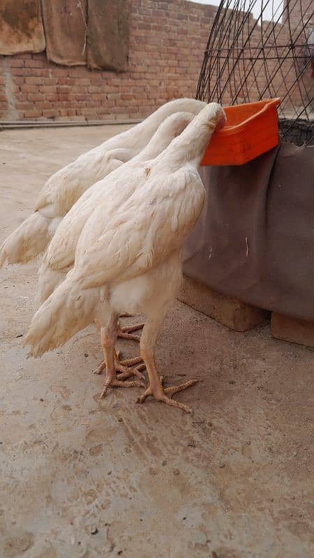 White oh shamo for sale 03096360200 1