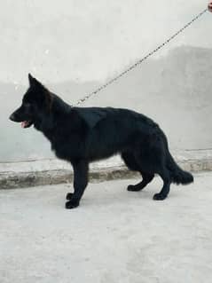 Black GSD puppy