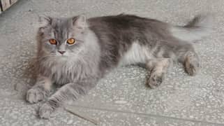 Persian Grey cat only 15k