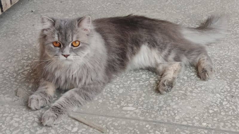 Persian Grey cat only 15k 0