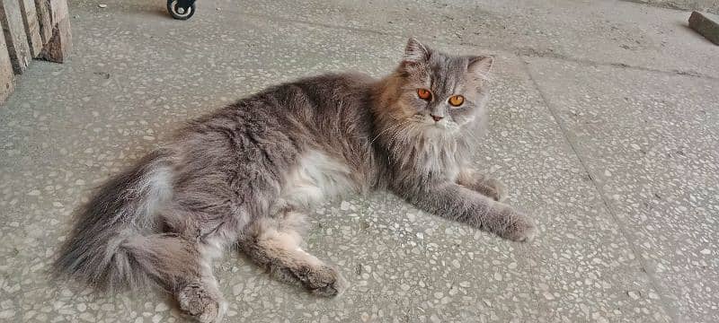 Persian Grey cat only 15k 1