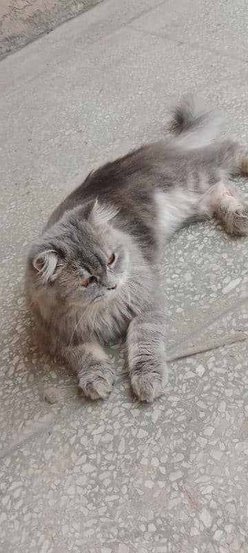 Persian Grey cat only 15k 2