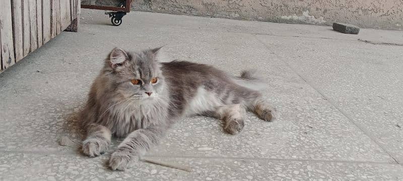 Persian Grey cat only 15k 3