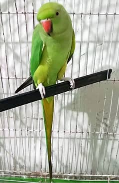 Young Green Neck Parrot for Sale