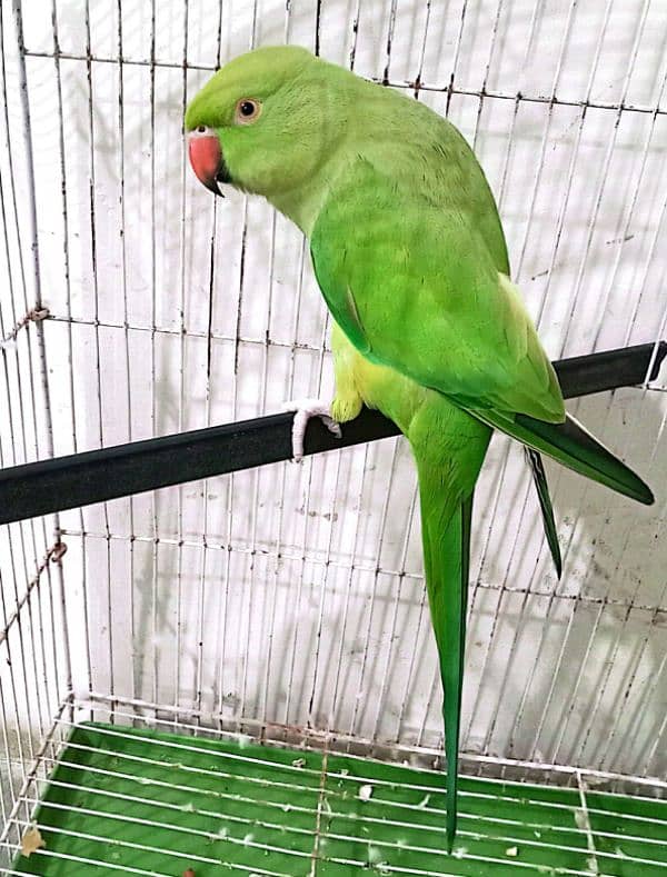 Young Green Neck Parrot for Sale 1