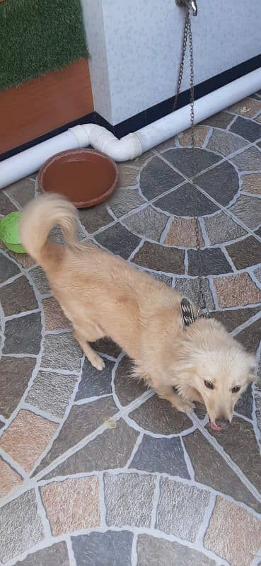 Beautiful small height dog female 1