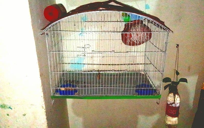 an Australian parrot pair with eggs: and cage reasonable price 1