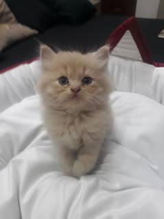 19K PERSIAN MALE RARE FAWN COLOR KITTEN